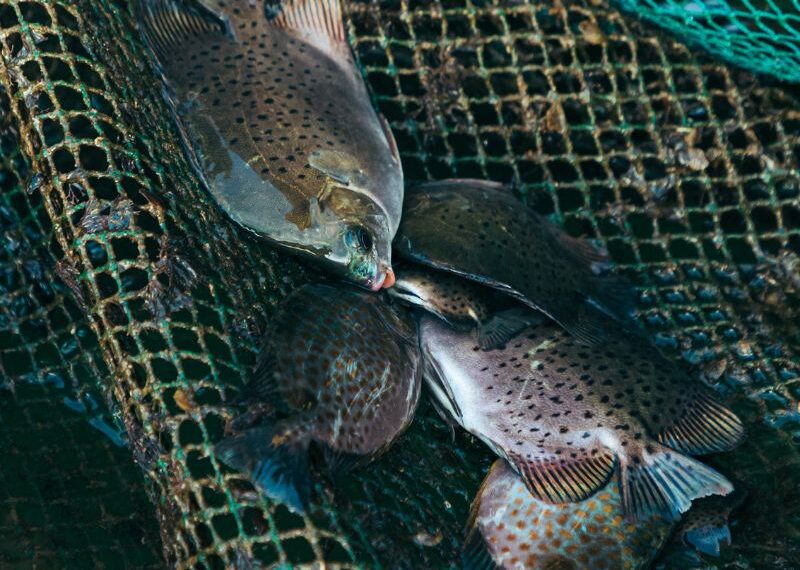 A Fiumicino al via la 52/ma sagra del pesce