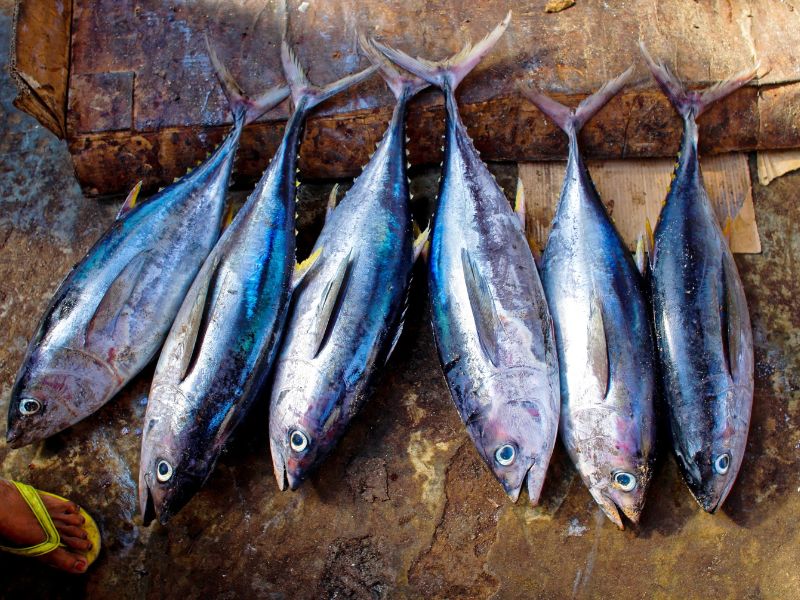 A Fiumicino al via la 52/ma sagra del pesce