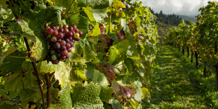 Una nuova eccellenza dalla vigna più antica di Venezia