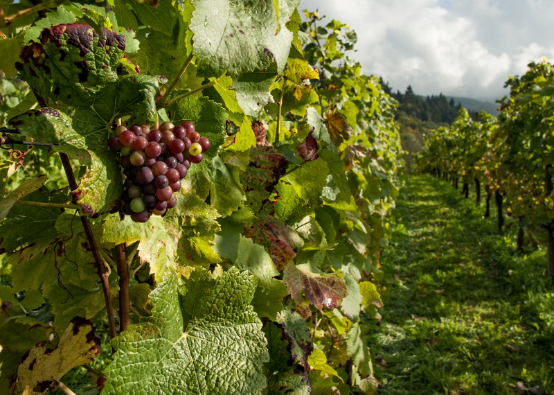 Una nuova eccellenza dalla vigna più antica di Venezia
