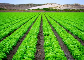 Agri-food Science, l’Unimore dà il via a un nuovo dottorato