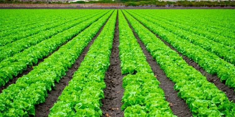 Agri-food Science, l’Unimore dà il via a un nuovo dottorato