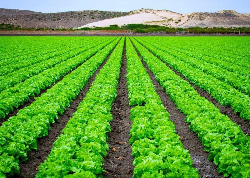 Agri-food Science, l’Unimore dà il via a un nuovo dottorato