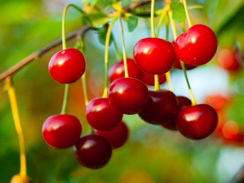 Le ciliegie sono il frutto dell’estate ma non sono tutte uguali