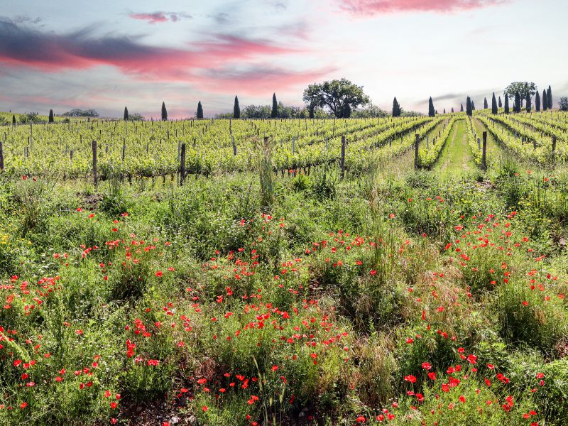 Chianti Academy Latam, in Messico i nuovi esperti di vino