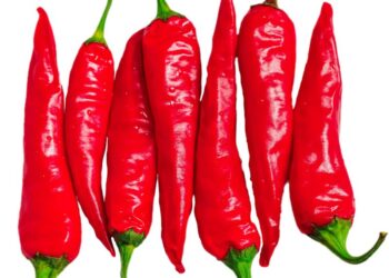 A Rieti la fiera mondiale del peperoncino 2024
