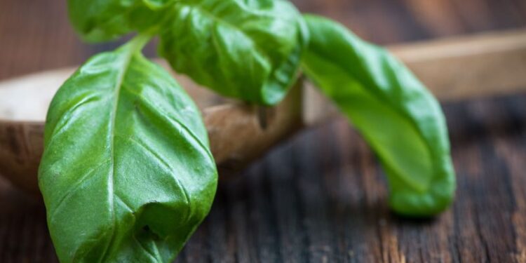 Il Basilico: ricette per ogni occasione