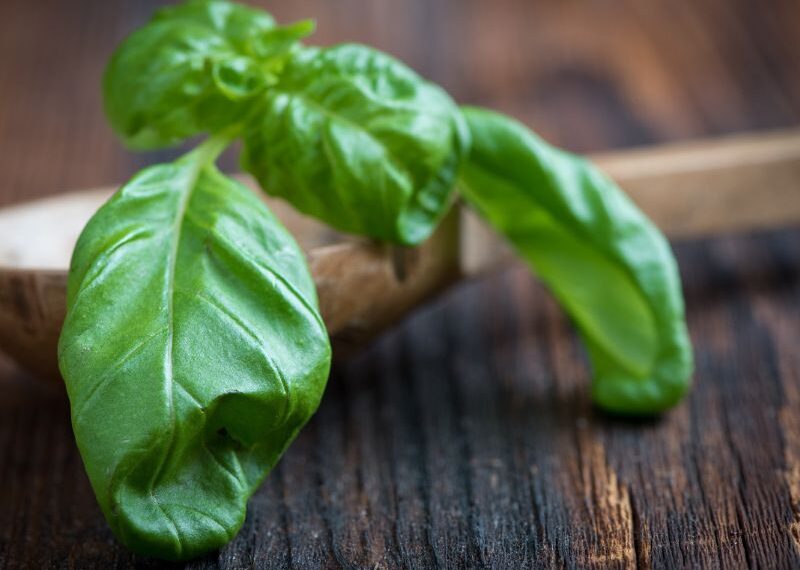 Il Basilico: ricette per ogni occasione