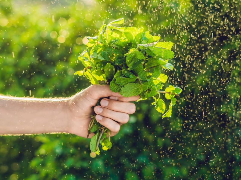 Mentuccia selvatica: un'aromatica versatile in cucina