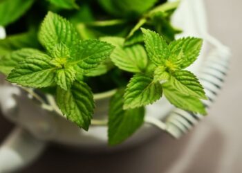 Mentuccia selvatica: un'aromatica versatile in cucina