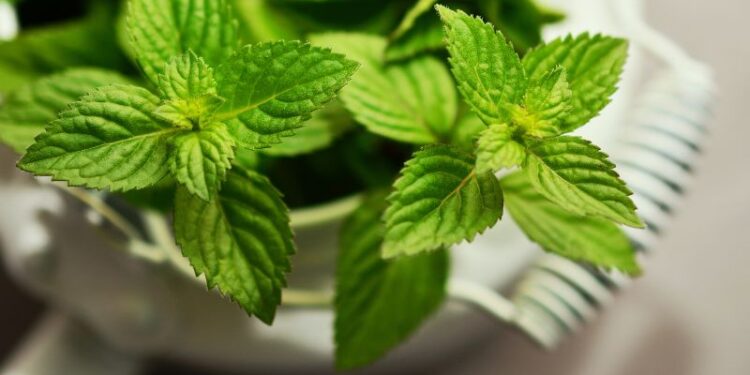 Mentuccia selvatica: un'aromatica versatile in cucina