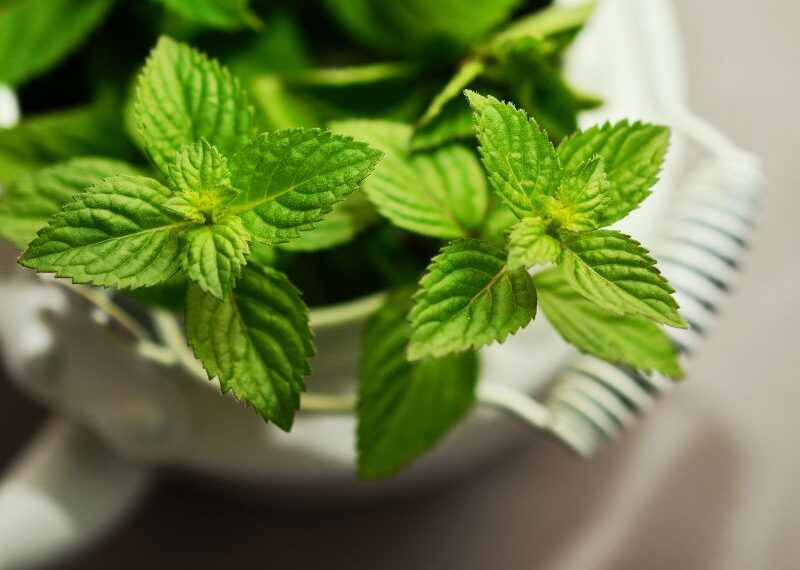 Mentuccia selvatica: un'aromatica versatile in cucina