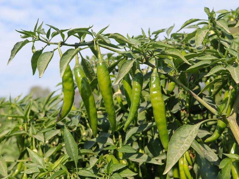 Peperoncini verdi fritti: delizia estiva