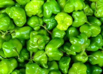 Peperoncini verdi fritti: delizia estiva