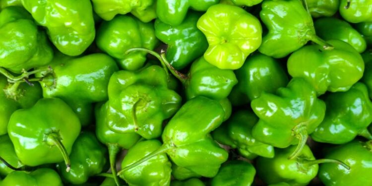 Peperoncini verdi fritti: delizia estiva