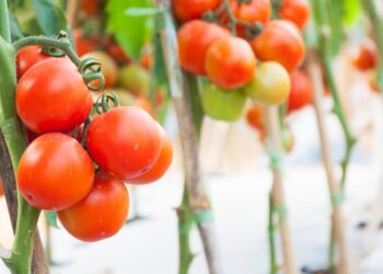 "Goccia Verde " per il Pomodoro di Pachino