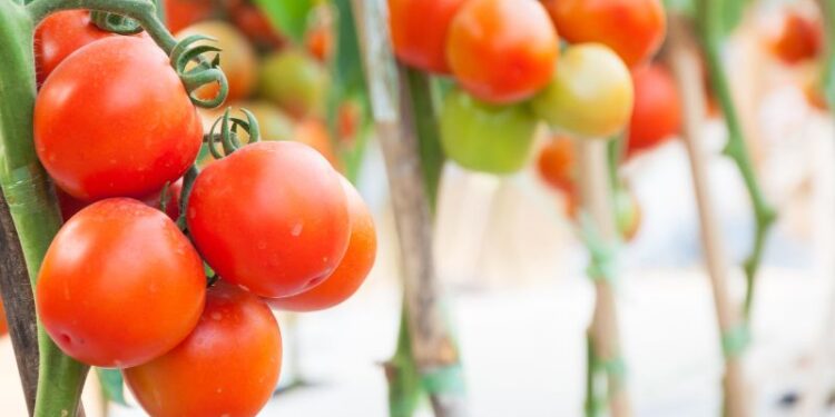 "Goccia Verde " per il Pomodoro di Pachino