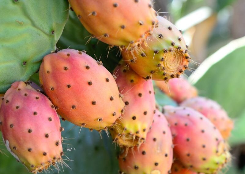 Come pulire i fichi d’India in modo facile