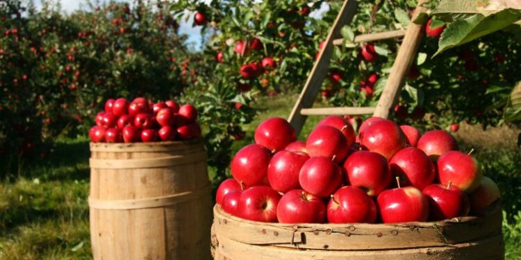 Al via la “vendemmia” delle mele