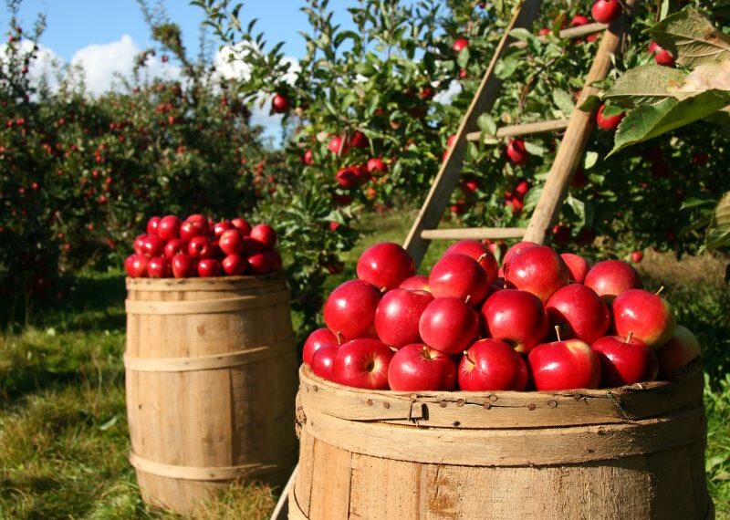 Al via la “vendemmia” delle mele