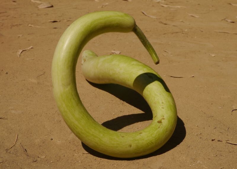 La zucchina lunga: un prodotto tipico della cucina siciliana