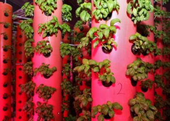 Agricoltura aeroponica