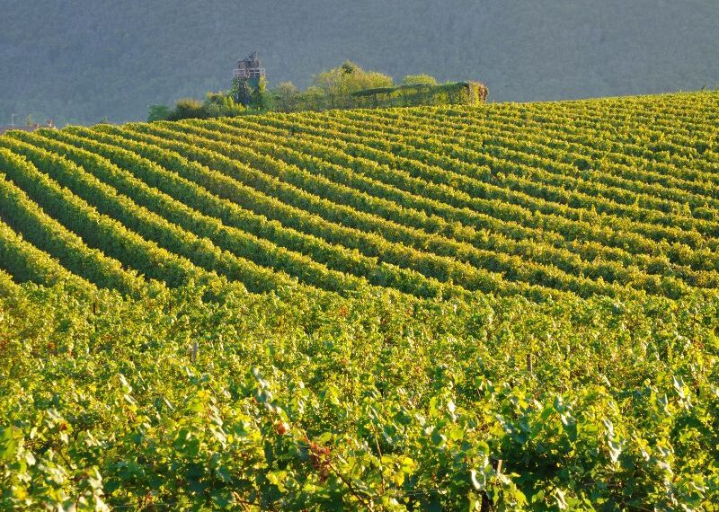 Franciacorta Festival