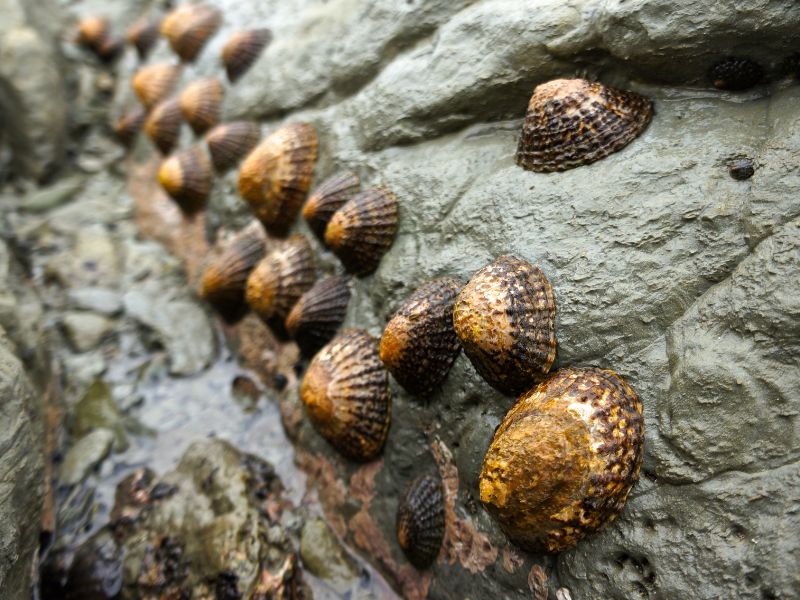 Le patelle, frutti di mare poco conosciuti ma molto saporiti