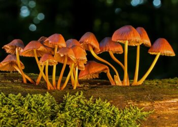 Raccolta dei Funghi, ecco come sceglierli