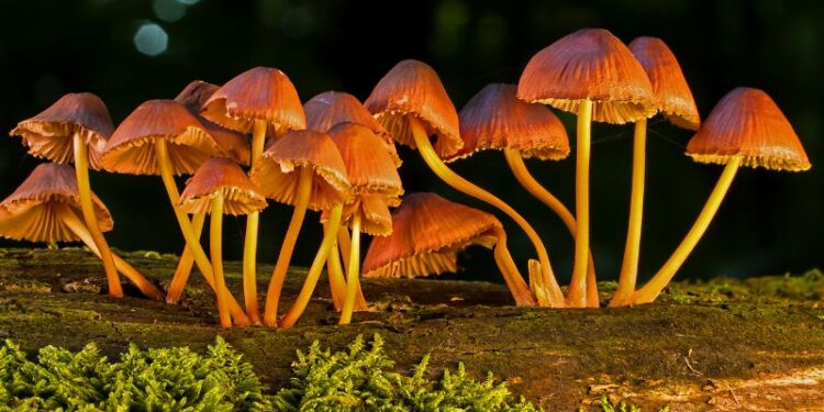 Raccolta dei Funghi, ecco come sceglierli