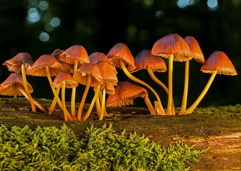 Raccolta dei Funghi, ecco come sceglierli