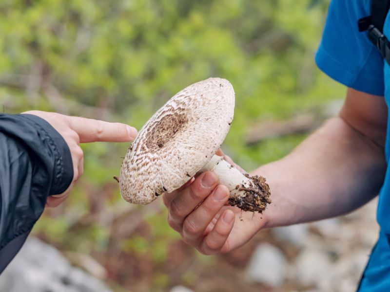 Raccolta dei Funghi, ecco come sceglierli