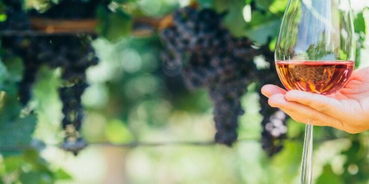 Il vino e la Bibbia, un percorso per conoscere l'antico legame