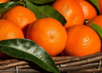 Clementine di Calabria IGP: nuove regole per rilanciare il prodotto