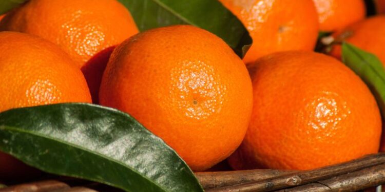 Clementine di Calabria IGP: nuove regole per rilanciare il prodotto
