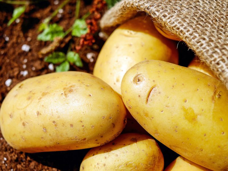 Patata di Bologna Dop, tubero da record