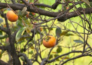 Cachi troppo maturi? I consigli per utilizzarli