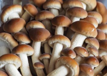 I deliziosi funghi pioppini e le tante ricette per esaltarli