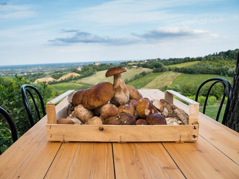 Come pulire i funghi porcini: ecco i nostri consigli