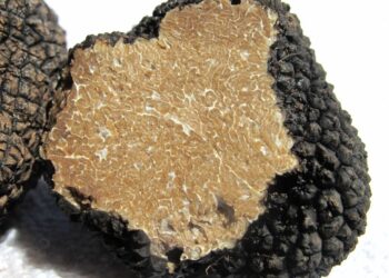 Tartufo Bianco Pregiato: a Città di Castello il 44° Salone