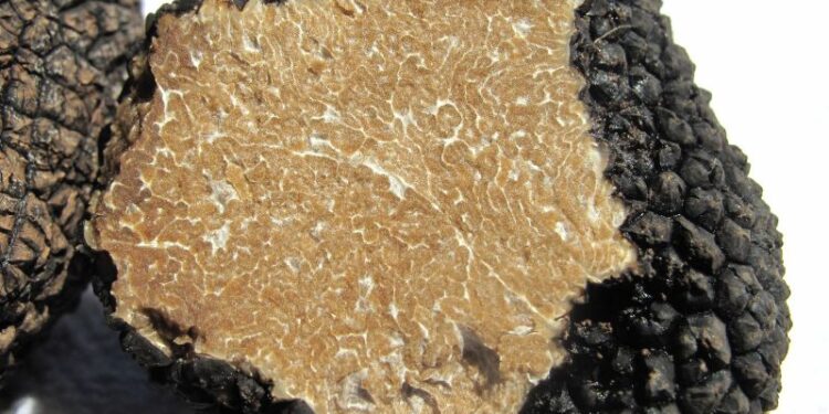 Tartufo Bianco Pregiato: a Città di Castello il 44° Salone