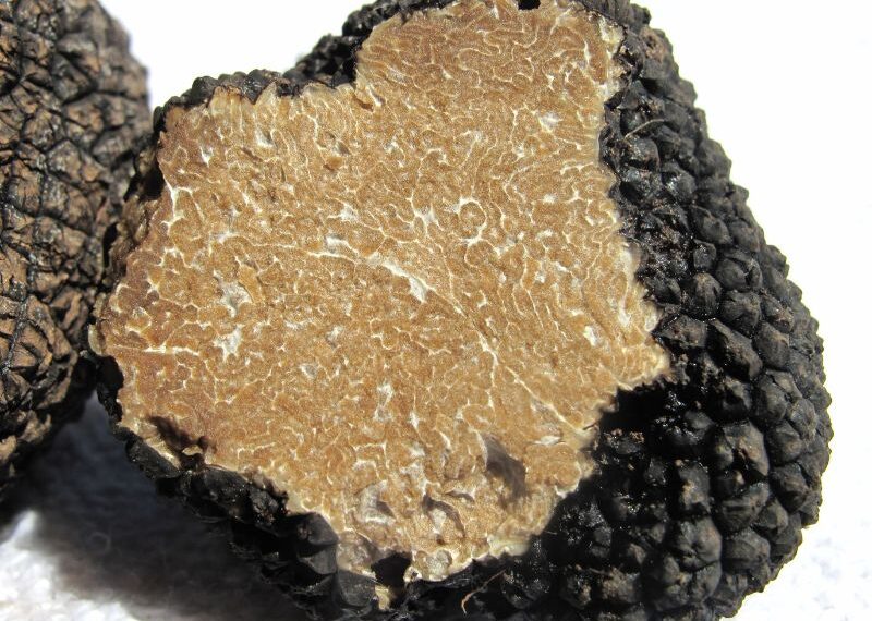 Tartufo Bianco Pregiato: a Città di Castello il 44° Salone