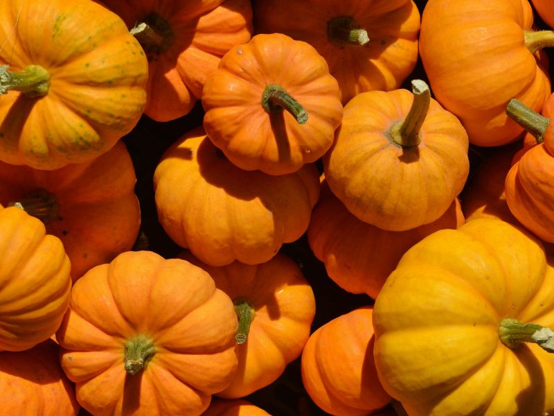 La zucca: la Regina della tavola autunnale