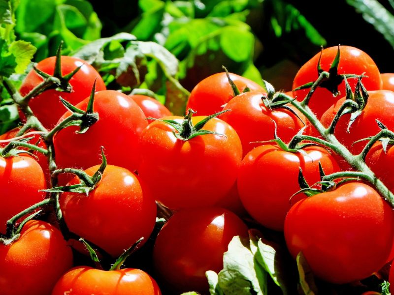 Pomodori più grandi e dolci grazie a due soli geni