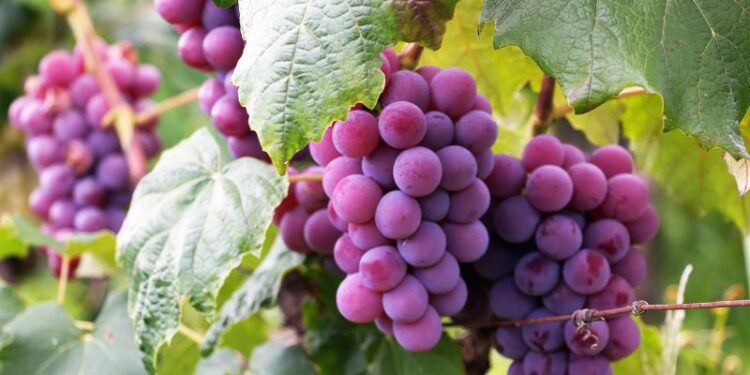 Vendemmia 2024 in Umbria: sale la produzione e prezzi in calo