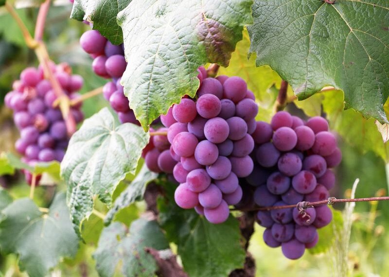 Vendemmia 2024 in Umbria: sale la produzione e prezzi in calo