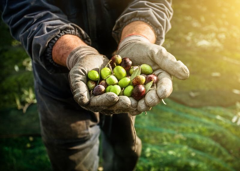 Scopriamo le varietà di olive più famose e come usarle in cucina