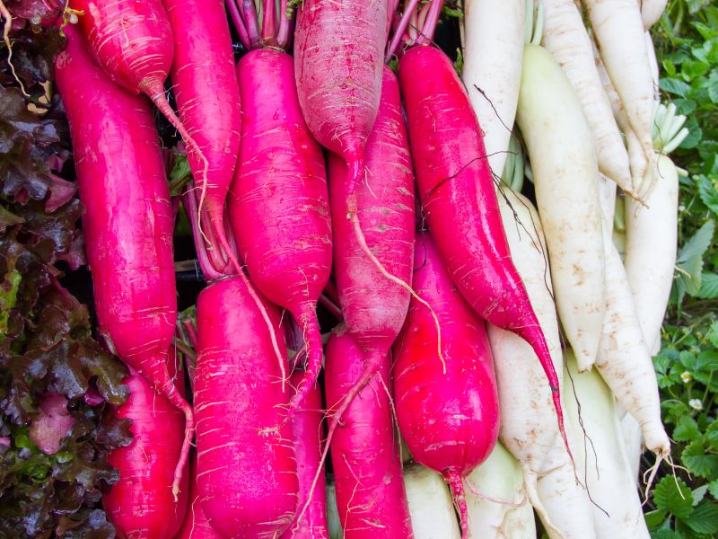 Il ravanello Candela di Fuoco: scopriamo le sue proprietà e come cucinarlo