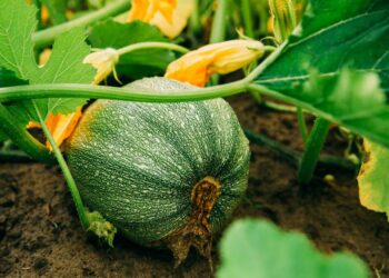 Le zucchine: un ortaggio ricco di virtù