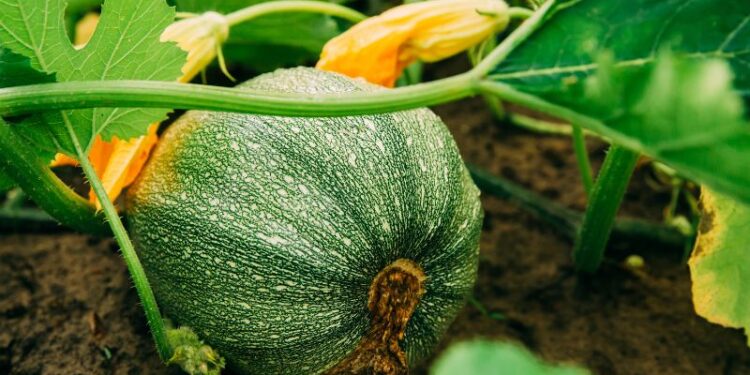 Le zucchine: un ortaggio ricco di virtù